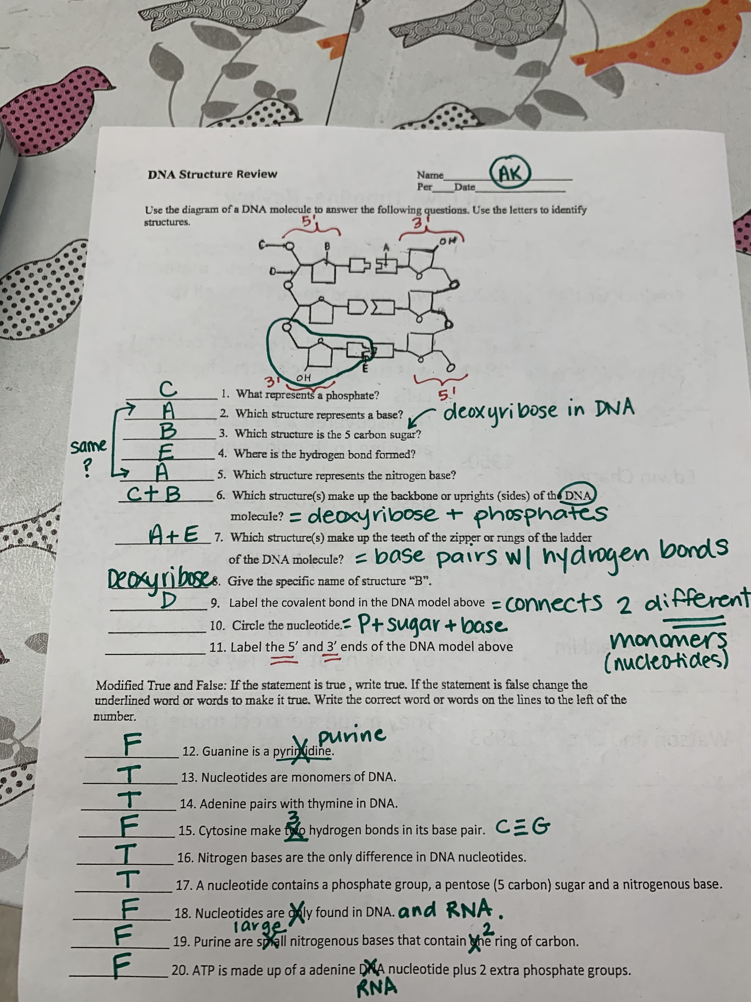 Dna Structure Worksheet Answer